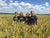 National Rice Month 2024 - Why Do We Celebrate?