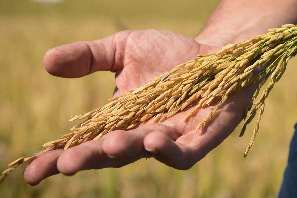 Feast Magazine - Cahokia Rice is a key provider of nutritious rice for