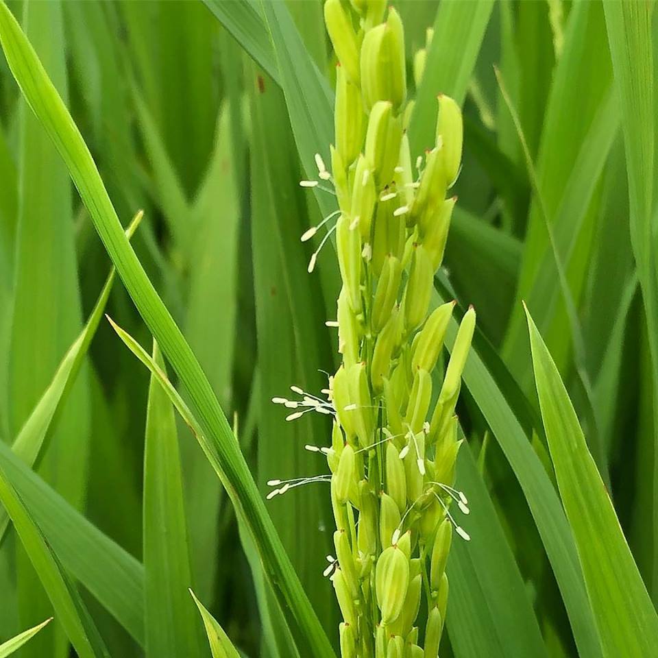 How Can Higher Protein Cahokia Rice Actually Be Non-GMO?