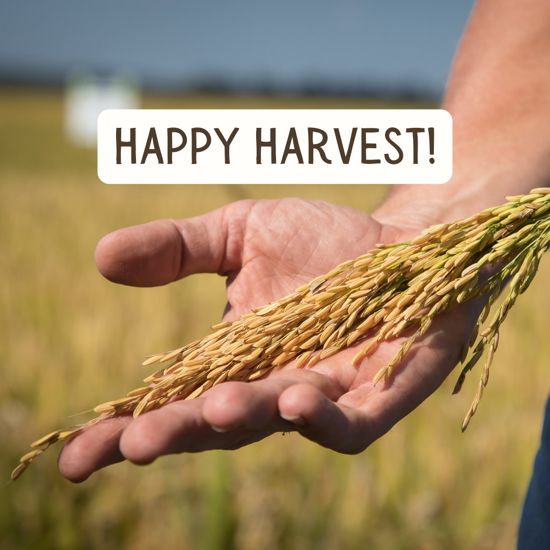 Cahokia's Higher Protein Rice Harvest of 2023 – Cahokia Rice