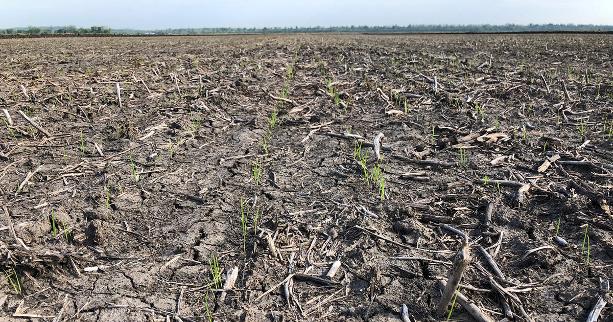 Spring 2018 - Update on Our Rice Fields – Cahokia Rice